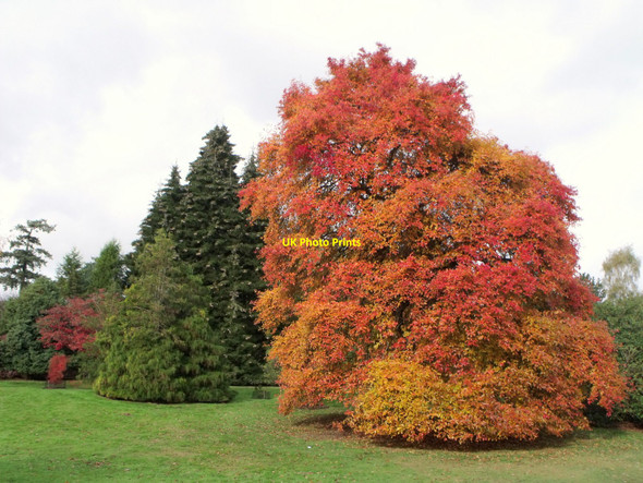 Photo 6"x4" Autumn colours at Sheffield Park Fletching c2010