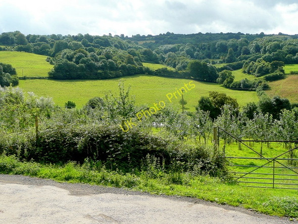 Photo 6"x4" View to the edge of the Forest of Dean Joy's Green c2009