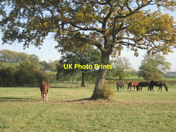 Photo 6"x4" Horses in a field near Cophills Lane Cowhill\/ST6091 c2010