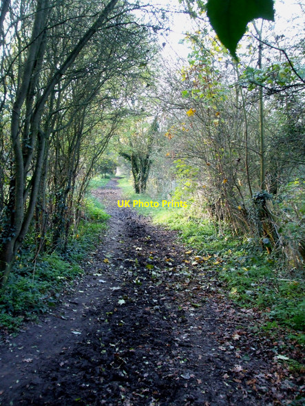 Photo 6"x4" Northern Bridleway Hawkwell\/TQ8591 c2010