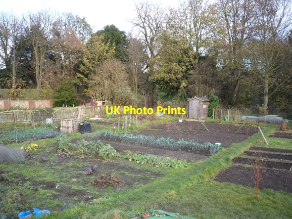 Photo 6"x4" Fulford Cross Allotments York\/SE5951 c2010