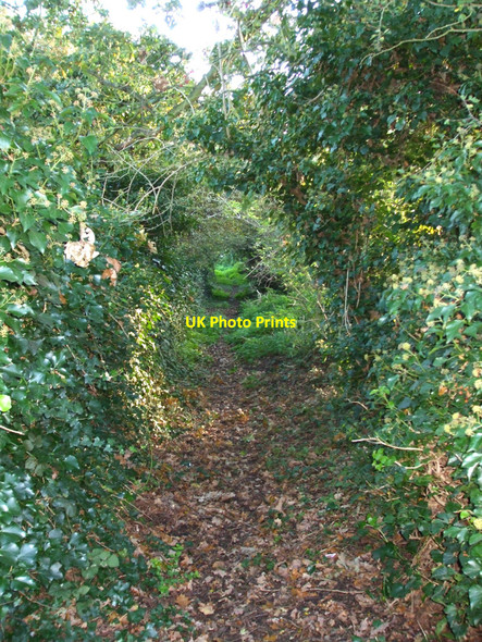 Photo 6"x4" Leafy Footpath Rayleigh c2010