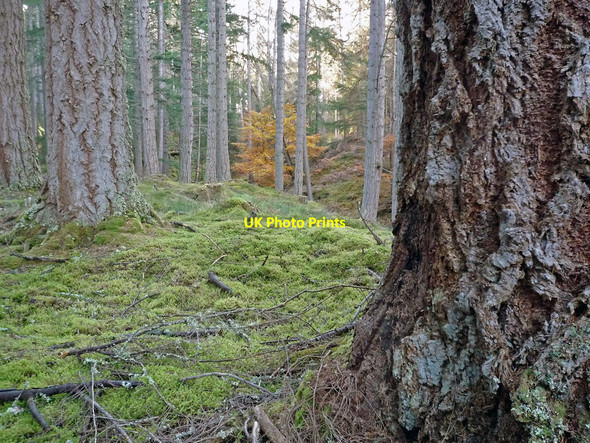 Photo 6"x4" Douglas Fir on the Tweedmouth Walk near Plodda Falls Tomich\/NH3027 c2010