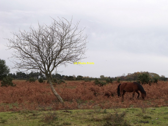Photo 6"x4" Pony at Stoney Cross Plain, New Forest Stoney Cross c2010