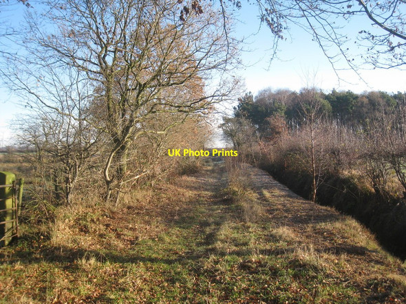 Photo 6"x4" Overgrown track Rockcliffe Cross c2010
