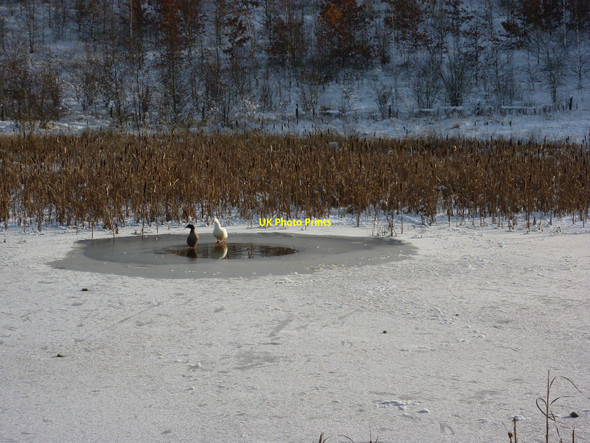 Photo 6"x4" Frozen  Pond Ripley\/SK4050 c2010