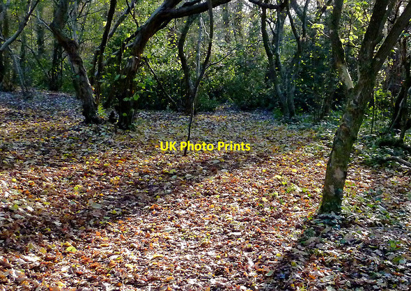 Photo 6"x4" Park Coppice on Colton Hills, Wolverhampton Sedgley c2010