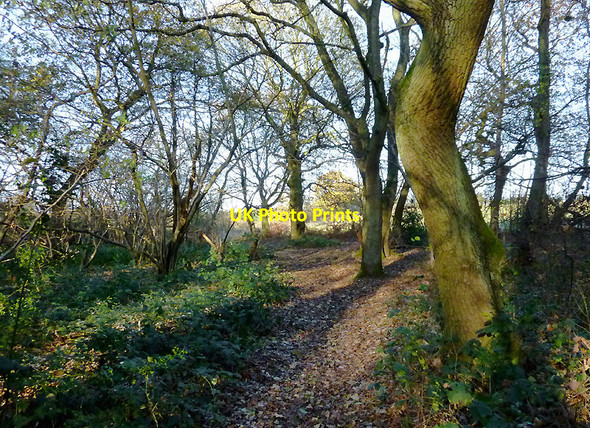Photo 6"x4" Park Coppice on Colton Hills, Wolverhampton Sedgley c2010 P1