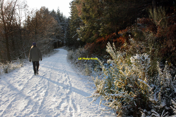 Photo 6"x4" Snow in Breidden Forest Bulthy c2010