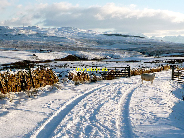 Photo 6"x4" Sheep on the Skeabost Road Carbost\/NG4248 c2010
