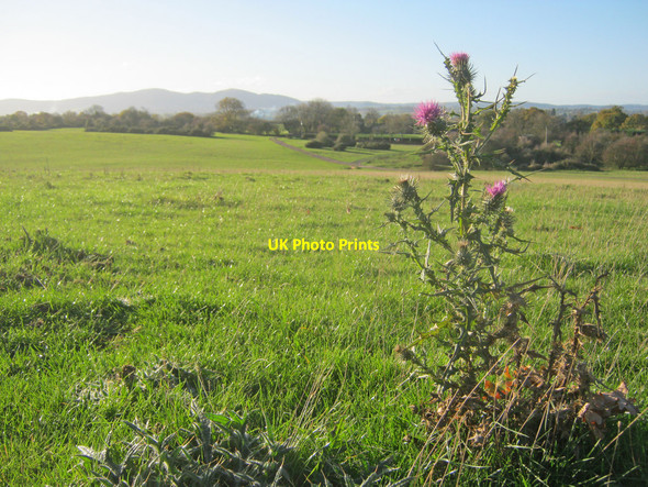 Photo 6"x4" Late thistle on Kempsey Common Brook End\/SO8649 c2010