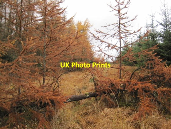 Photo 6"x4" Bridleway above Low Long House Low Long Ho c2010