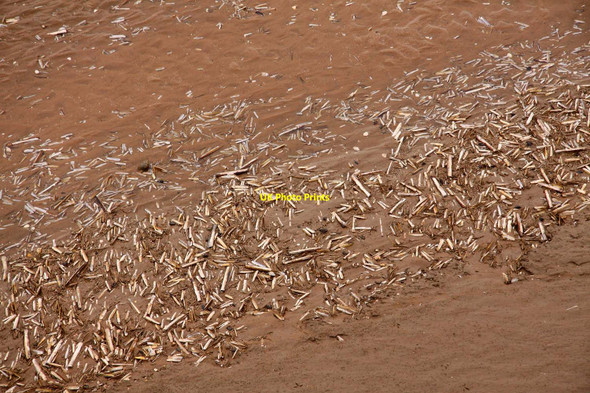 Photo 6"x4" Razor shells on the sand Southport c2010