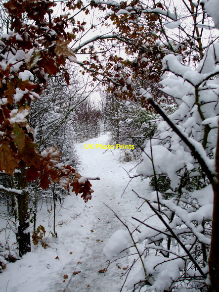 Photo 6"x4" Sweyne Park Rayleigh c2010