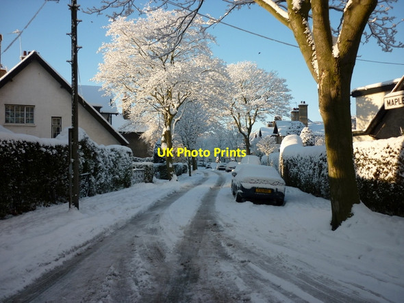 Photo 6"x4" Maple Grove off Laburnum Avenue, Hull Kingston upon Hull c2010