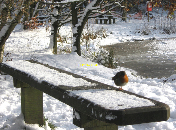 Photo 6"x4" A seat in the snow Biddulph c2010