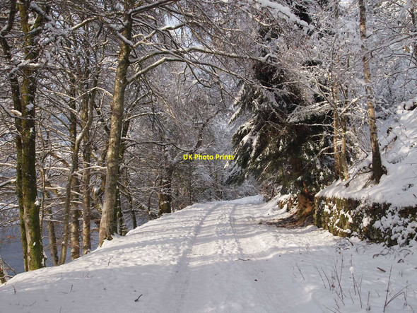 Photo 6"x4" Woodland track in the snow Inver\/NO0142 c2010