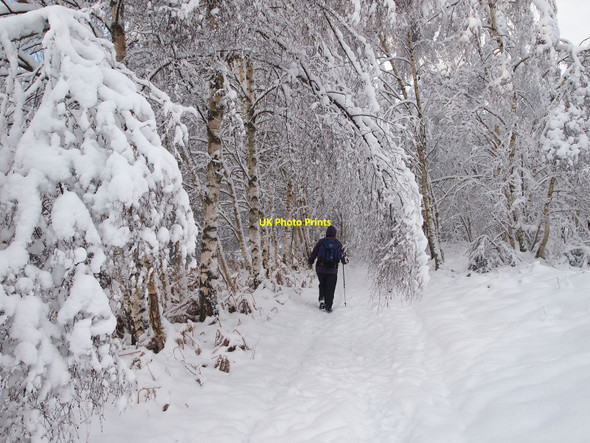 Photo 6"x4" Birch branches bent down by snow Inver\/NO0142 c2010