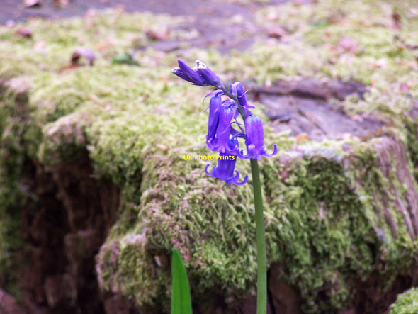 Photo 6"x4" A Single Bluebell Viney Hill c2007