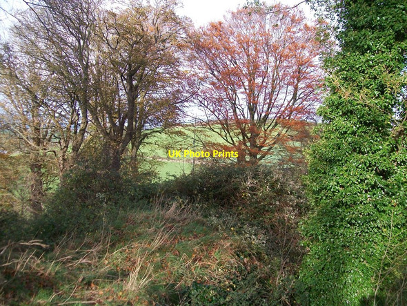 Photo 6"x4" Trees below the curtain wall of the Dundrum Castle's Upper Ward Dundrum\/J4036 c2010
