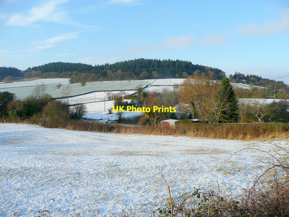 Photo 6"x4" West Wood revisited Even Pits c2010