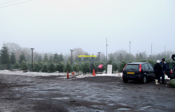Photo 6"x4" Christmas Tree Farm Hawkwell\/TQ8591 c2010