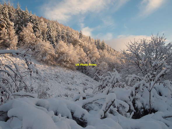 Photo 6"x4" Hillside north of Dunkeld Inver\/NO0142 c2010