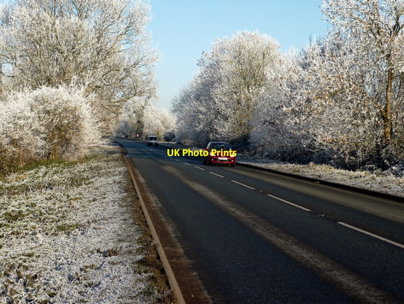 Photo 6"x4" Frosted trees lining the A426 near Churchover Cotesbach c2010