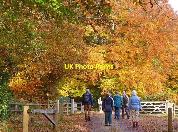 Photo 6"x4" Walkers in the New Forest Burley Lawn c2010