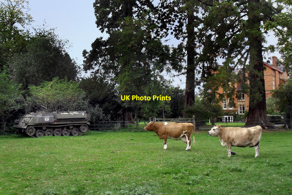 Photo 6"x4" Tank and Cows Church End\/SP3908 c2010