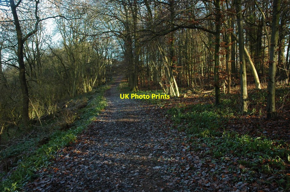 Photo 6"x4" Footpath through Lineover Wood Kilkenny\/SP0018 c2010