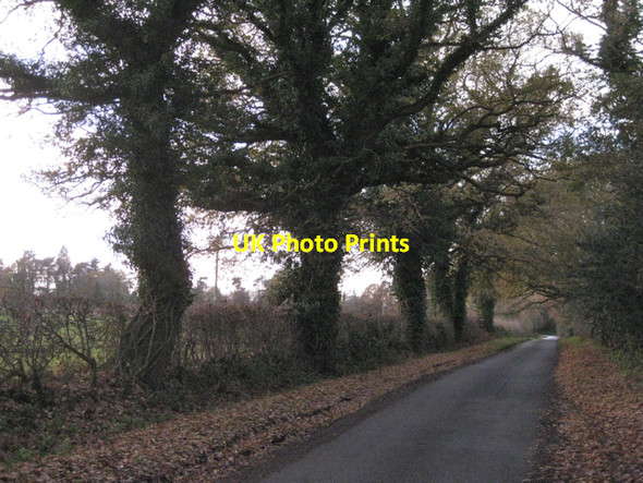 Photo 6"x4" Row of oaks by Mill Pool Lane B93 Packwood c2010