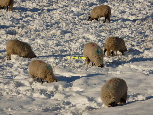 Photo 6"x4" Heads in the snow Baslow c2010