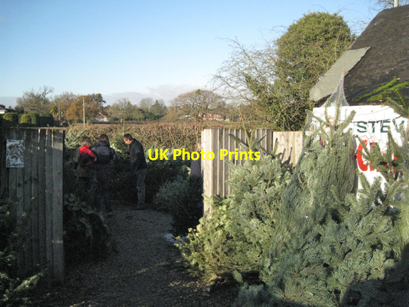 Photo 6"x4" Choosing a Christmas tree, Norton Green Norton Green\/SP1774 c2010
