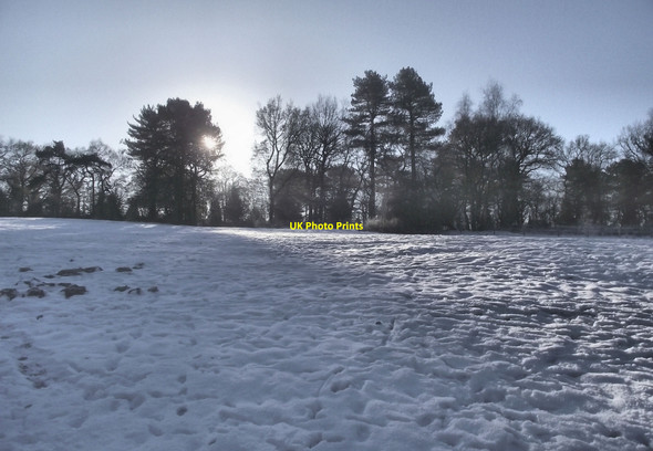 Photo 6"x4" Silhouettes by the pasture Biddulph c2010