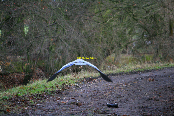 Photo 6"x4" Heron in flight Long Eaton c2010