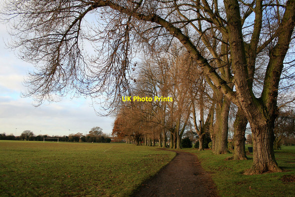 Photo 6"x4" Avenue of poplars Long Eaton c2010