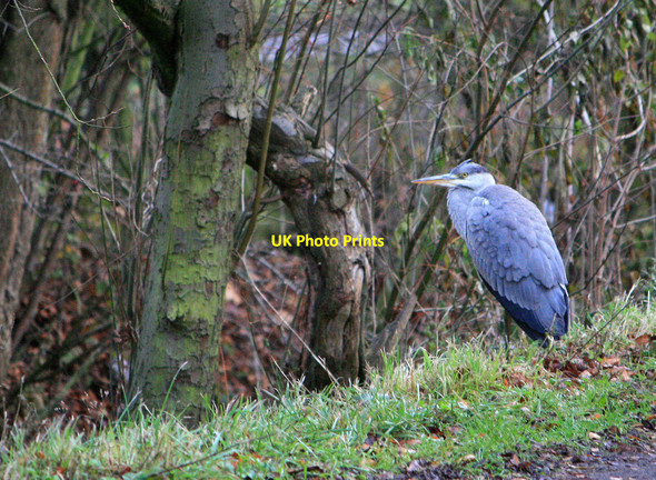 Photo 6"x4" Heron beside Golden Brook Long Eaton c2010
