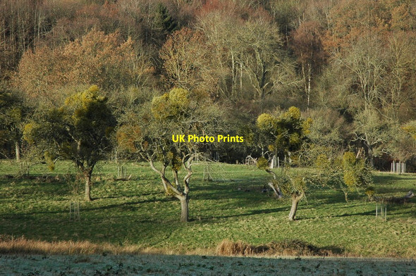 Photo 6"x4" Mistletoe-laden trees Elmley Castle c2010