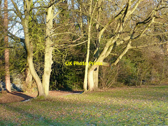 Photo 6"x4" Trees in Muchall Park, Wolverhampton Sedgley c2010