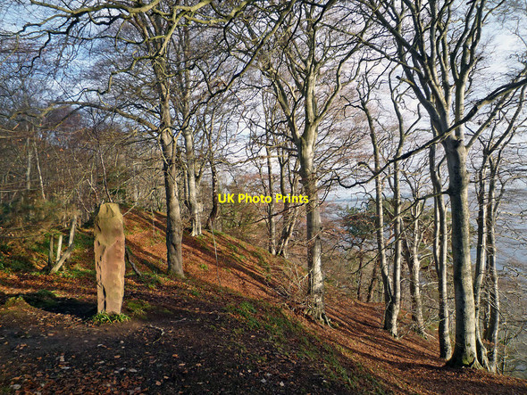 Photo 6"x4" Brahan Seer Stone in Craig Wood Fortrose c2010