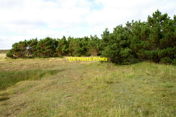 Photo 6"x4" The SHE trees, Baltasound Baltasound c2008