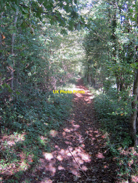 Photo 6"x4" Path through Green Hill Coppice Woolhope\/SO6135 c2010