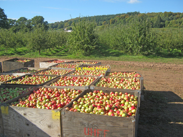 Photo 6"x4" Apple harvest at Putley Putley c2010
