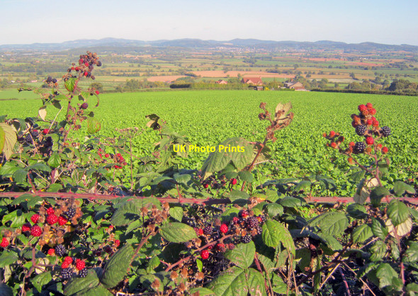 Photo 6"x4" Blackberries on Marcle Hill Rushall\/SO6434 c2010