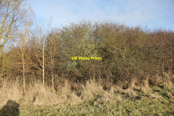 Photo 6"x4" Inside the bush Brighthampton c2010