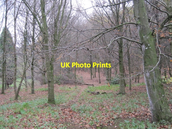 Photo 6"x4" Footpath through Horsleyhill Plantation Simonburn c2010