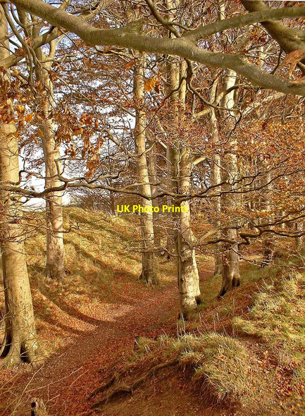 Photo 6"x4" Bridleway through wood, Knoll Down Beckhampton c2002
