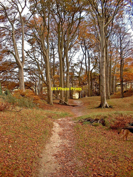 Photo 6"x4" Autumn in the wood, Knoll Down Beckhampton c2002