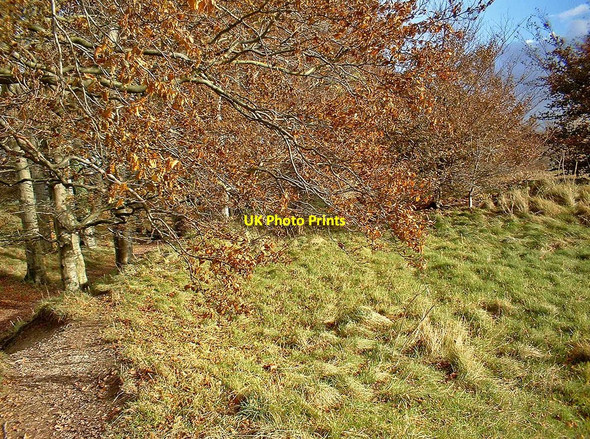 Photo 6"x4" Autumnal colours Beckhampton c2002